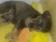Loki