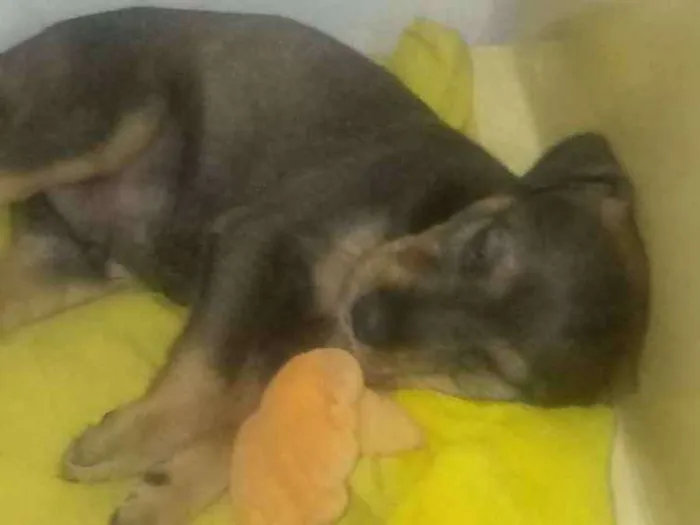 Cachorro raça rottweiler com SRD idade 2 a 6 meses nome Loki