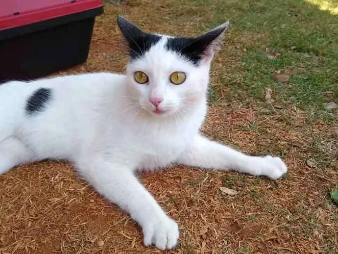 Gato ra a srd idade 1 ano nome à escolher