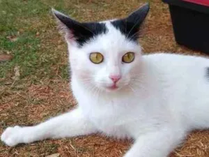 Gato raça srd idade 1 ano nome à escolher