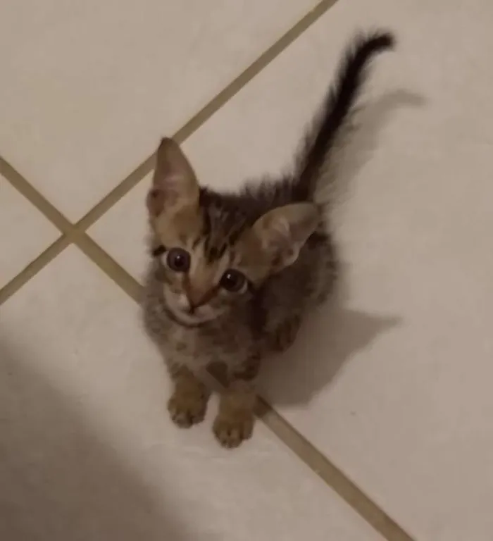 Gato raça srd idade Abaixo de 2 meses nome à escolher