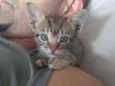 Gato raça srd idade Abaixo de 2 meses nome à escolher