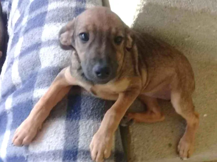 Cachorro ra a Vira-lata idade 2 a 6 meses nome Não tem