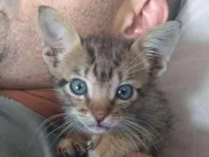 Gato raça srd idade Abaixo de 2 meses nome à escolher