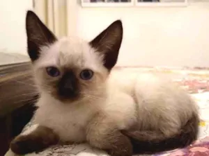 Gato raça Siamês idade 2 a 6 meses nome à escolher