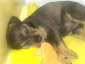 Cachorro raça rottweiler com SRD idade 2 a 6 meses nome Loki