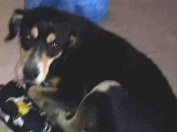 Cachorro ra a SRD idade 2 a 6 meses nome SEM NOME - Dolly
