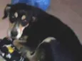 SEM NOME - Dolly
