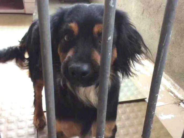 Cachorro ra a Indefinida  idade 2 anos nome Angel 