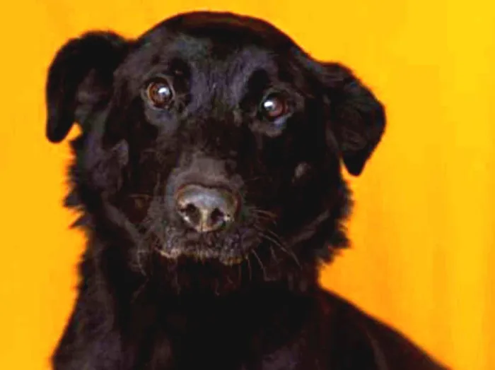 Cachorro ra a SRD idade 4 anos nome PRETA