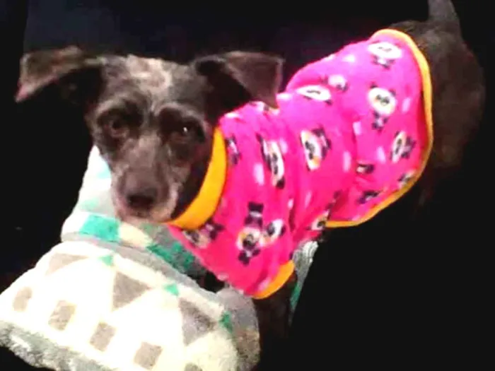 Cachorro raça SRD idade 3 anos nome BELINHA