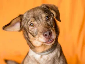 Cachorro raça SRD idade 4 anos nome AMORA