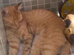 Gato raça Desconheço idade 7 a 11 meses nome Mel
