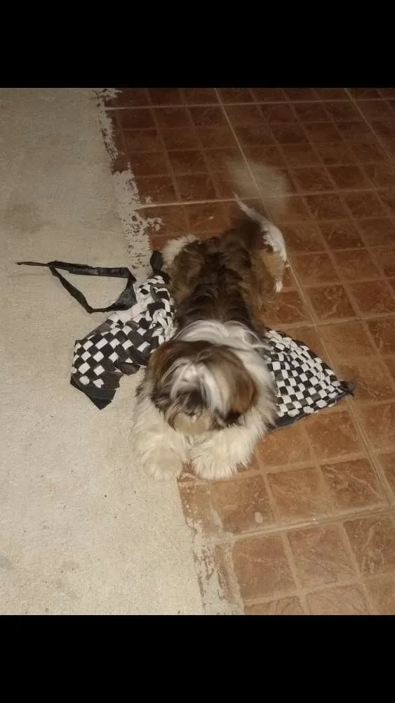 Cachorro ra a Shitzu idade 1 ano nome Ted