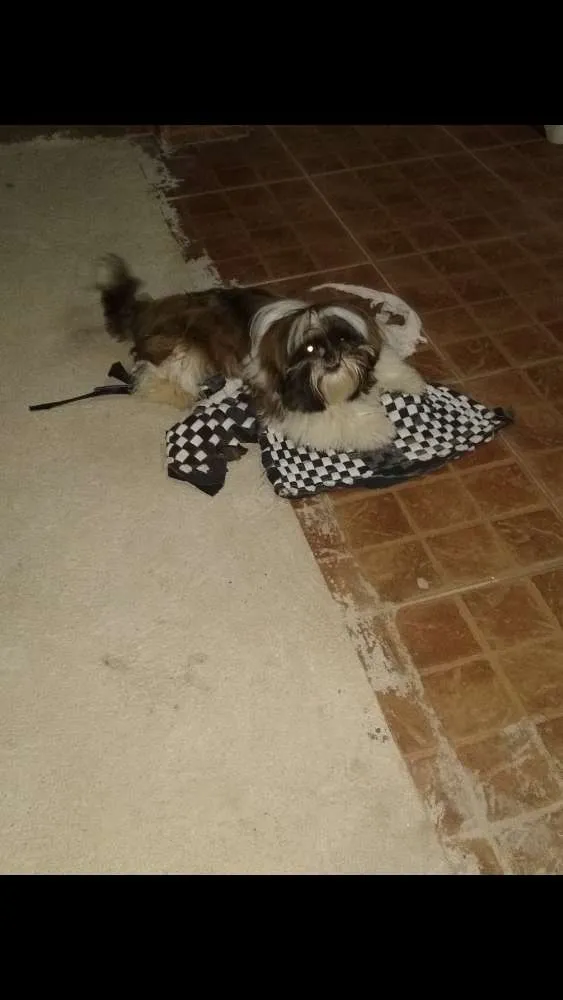 Cachorro ra a Shitzu idade 1 ano nome Ted