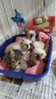 Filhotes de gatinho