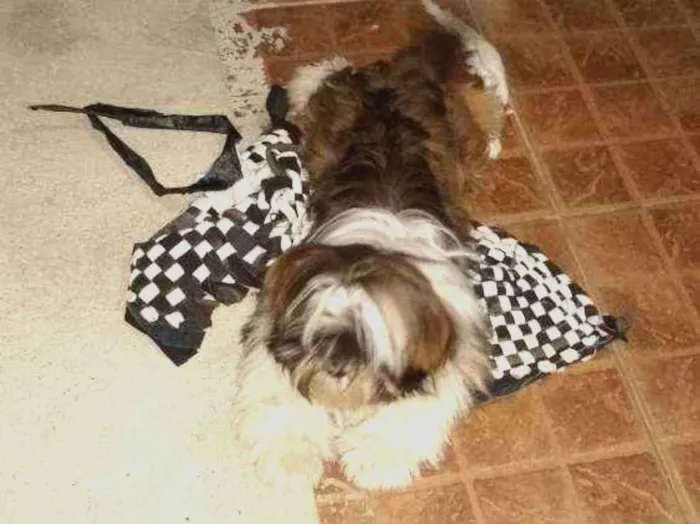 Cachorro ra a Shitzu idade 1 ano nome Ted