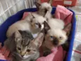 Filhotes de gatinho