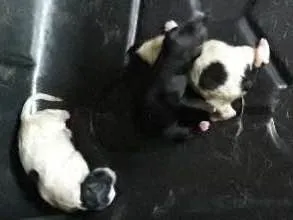Cachorro ra a Sem raça  idade Abaixo de 2 meses nome Jully