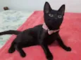 Ameixa