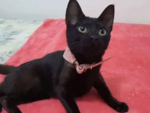Gato raça SRD idade 2 a 6 meses nome Ameixa