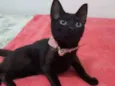 Ameixa