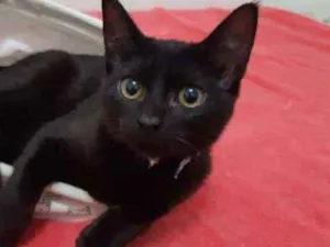Gato raça SRD idade 2 a 6 meses nome Mirtilo