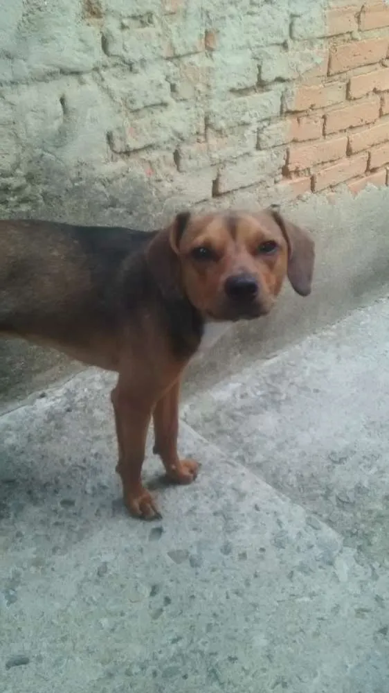 Cachorro ra a Não definida idade 2 anos nome Spike