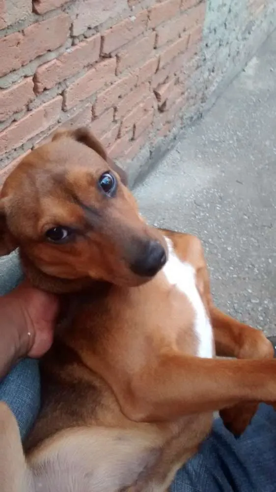 Cachorro ra a Não definida idade 2 anos nome Spike