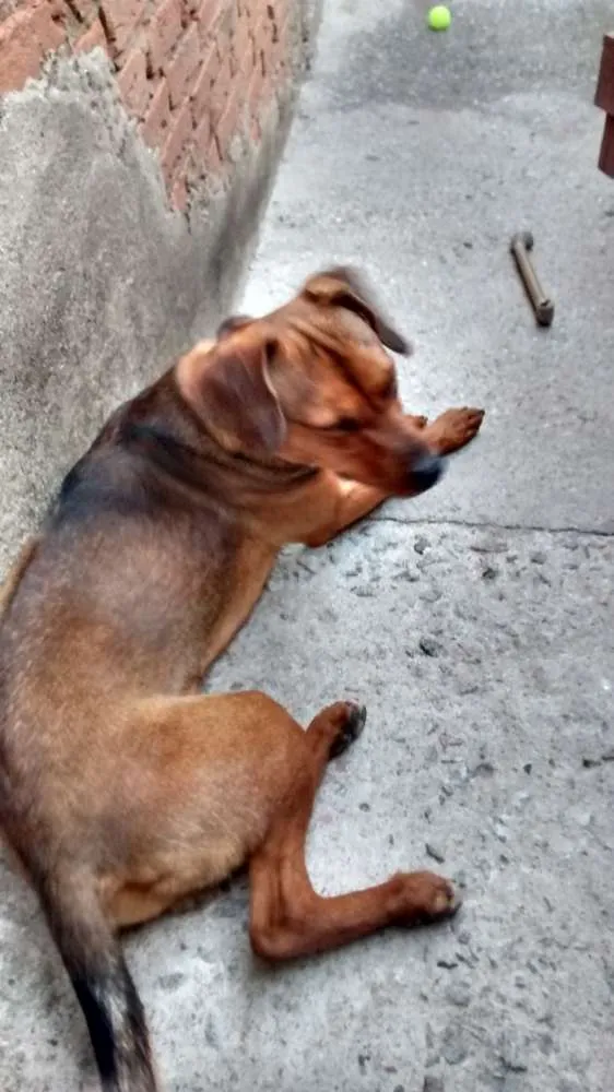 Cachorro ra a Não definida idade 2 anos nome Spike