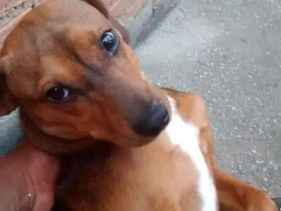 Cachorro ra a Não definida idade 2 anos nome Spike