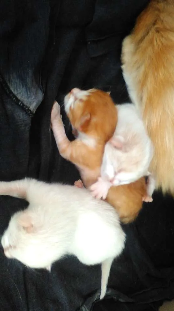 Gato raça  idade Abaixo de 2 meses nome Não sei