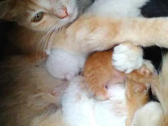 Gato raça  idade Abaixo de 2 meses nome Não sei
