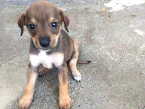 Cachorro raça Srd idade Abaixo de 2 meses nome Lupi