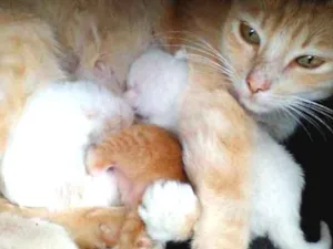 Gato raça  idade Abaixo de 2 meses nome Não sei