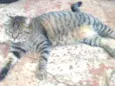 LUA