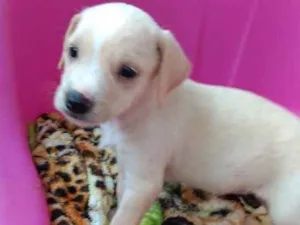 Cachorro raça Srd idade Abaixo de 2 meses nome Camille 