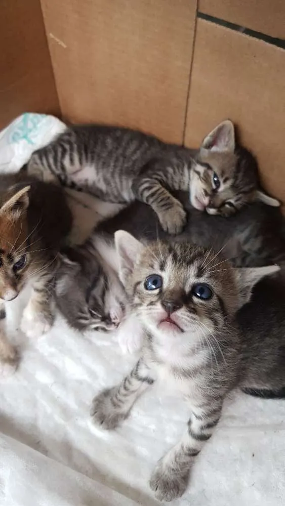 Gato raça Srd idade Abaixo de 2 meses nome Tigradinha  - 1 mês