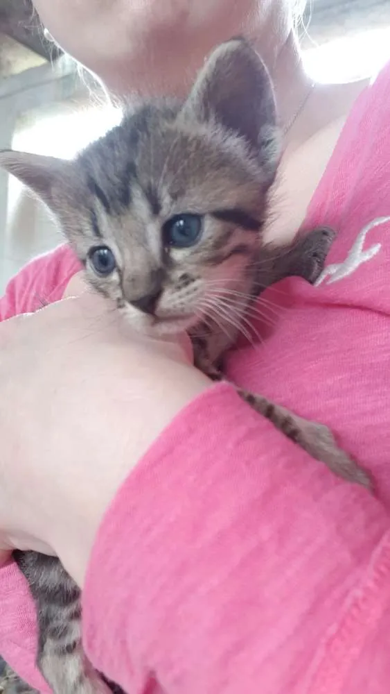 Gato raça Srd idade Abaixo de 2 meses nome Tigradinha  - 1 mês