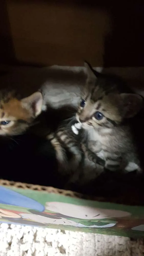 Gato raça Srd idade Abaixo de 2 meses nome Tigradinha  - 1 mês