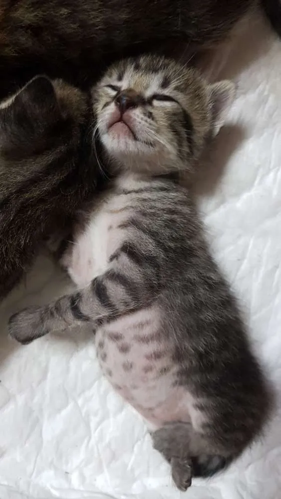 Gato raça Srd idade Abaixo de 2 meses nome Tigradinha  - 1 mês