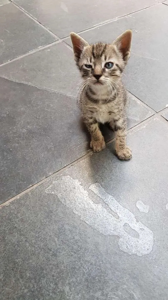 Gato raça Srd idade Abaixo de 2 meses nome Tigradinha  - 1 mês