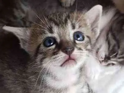 Gato raça Srd idade Abaixo de 2 meses nome Tigradinha  - 1 mês