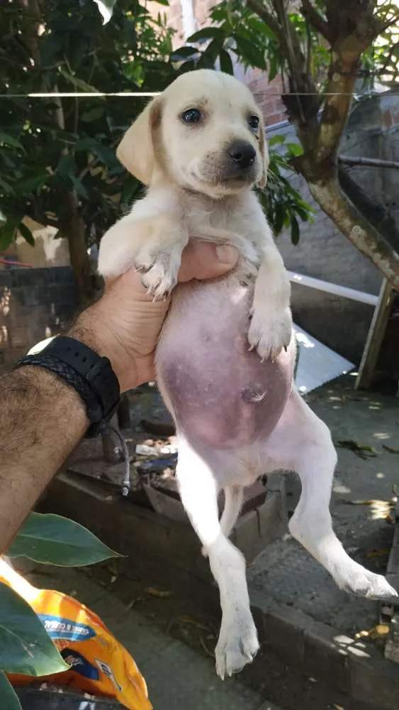 Cachorro ra a Indefinida idade 2 a 6 meses nome Sem nome