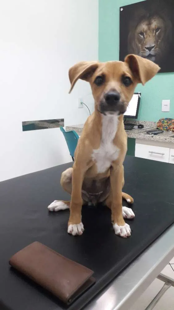 Cachorro ra a Srd idade 2 a 6 meses nome Sem nome