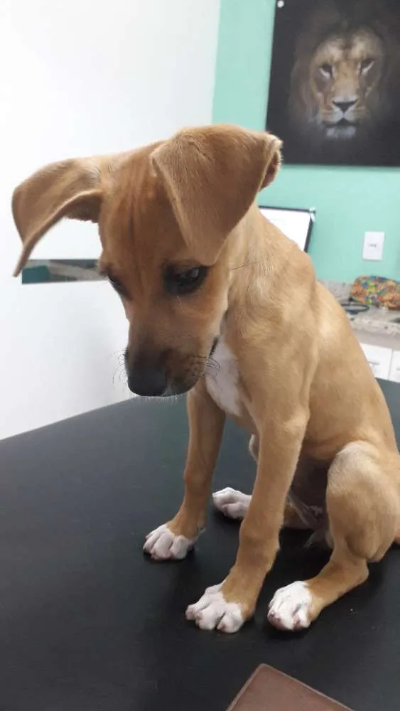 Cachorro ra a Srd idade 2 a 6 meses nome Sem nome