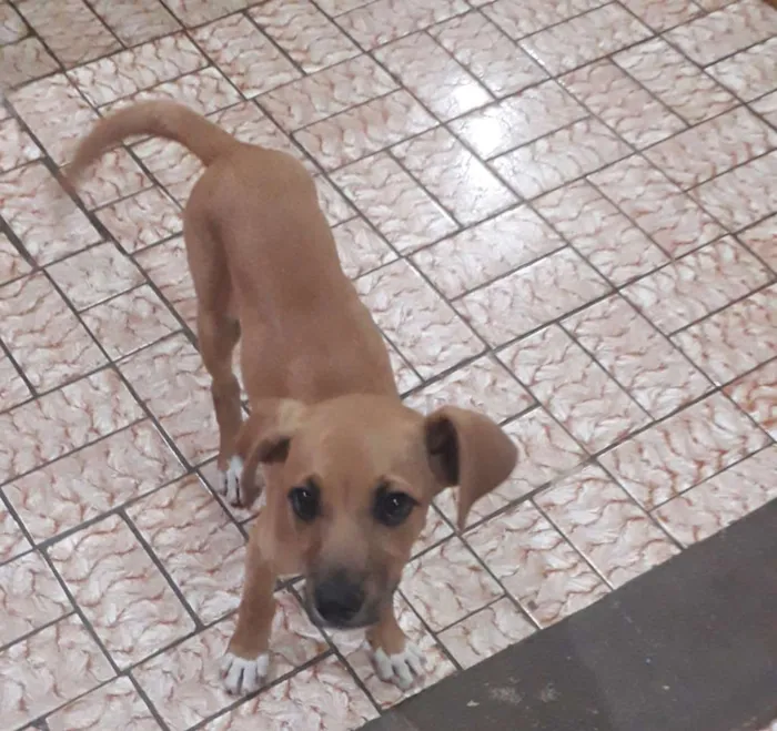 Cachorro ra a Srd idade 2 a 6 meses nome Sem nome