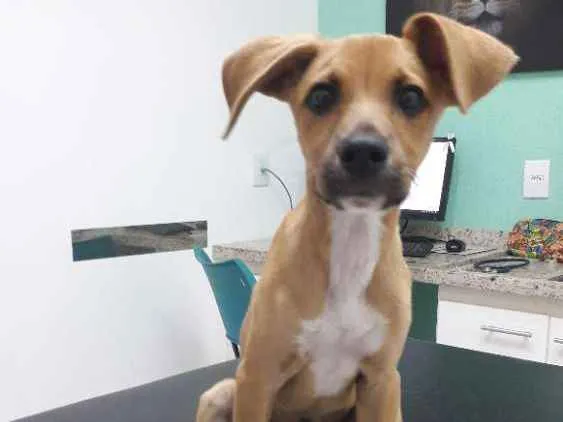 Cachorro ra a Srd idade 2 a 6 meses nome Sem nome