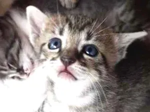 Gato raça Srd idade Abaixo de 2 meses nome Tigradinha  - 1 mês