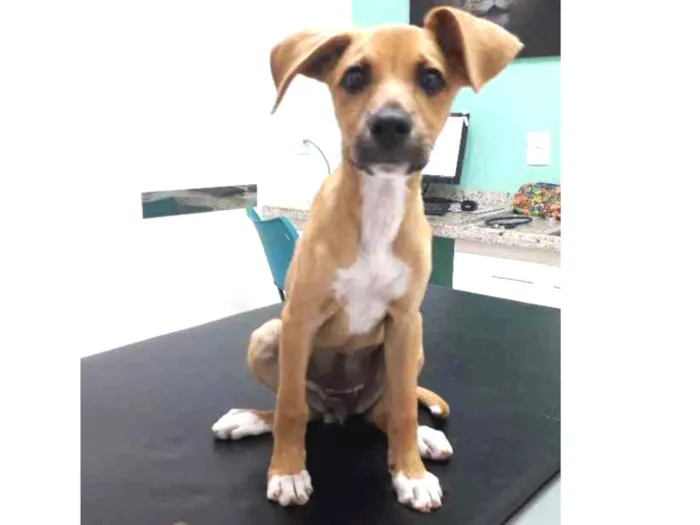 Cachorro ra a Srd idade 2 a 6 meses nome Sem nome